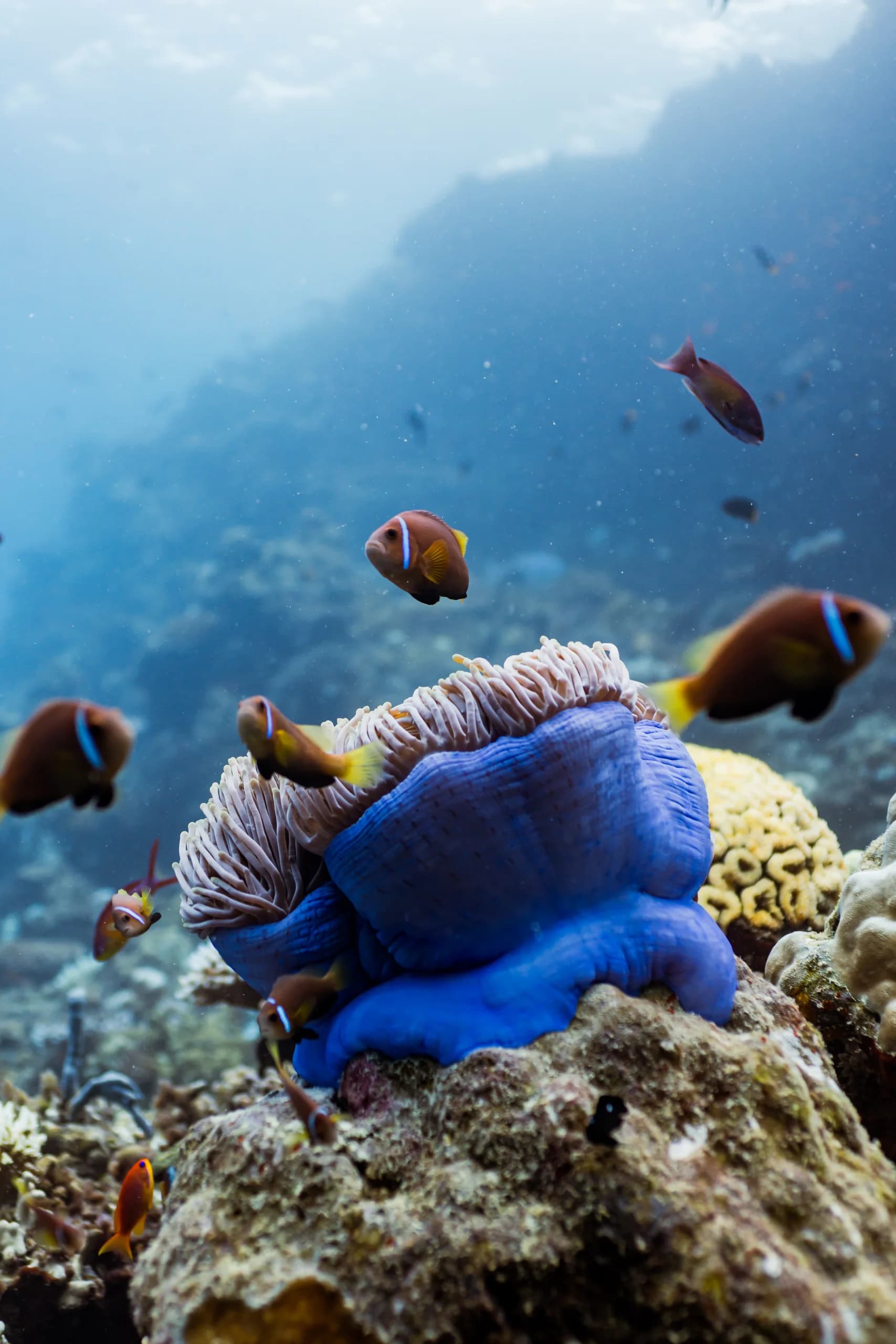 Underwater creative category